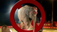 В Черкассах запретили передвижные цирки и выставки животных