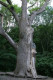 Дуб М. Зализняка - самое большое дерево Украины