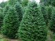 Цена новогодней елки в черкасских лесхозах