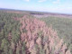 В Черкасской области зафиксировали усыхание сосновых лесов