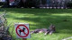 В центре Черкасс запретили выгул собак