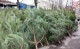 На сайте президента появилась петиция о запрете торговли новогодними елками