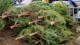 В Черкассах определили места, где можно будет складировать новогодние елки