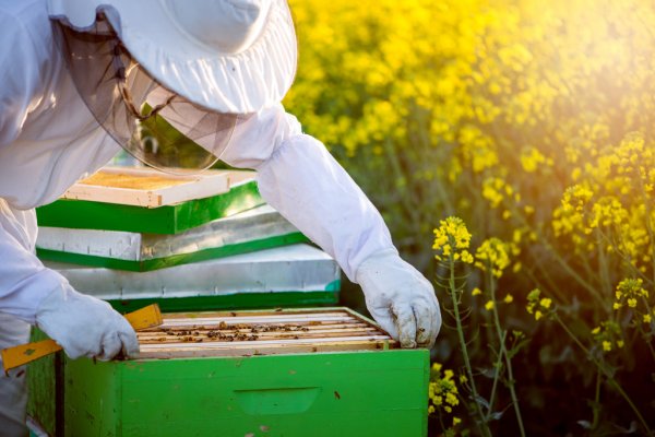 товары для пчеловодства