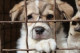 "Собаки и карантин": можно ли в Черкассах взять четвероногого для прогулки
