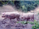 В Черкасской области разгуливают стаи одичавших свиней