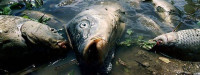 Жара в Черкасской области: массово гибнет рыба