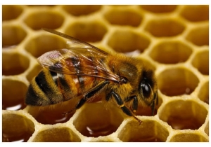 пчеловодство форум