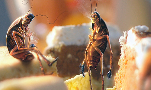 уничтожение тараканов