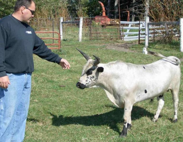 карликовые коровы