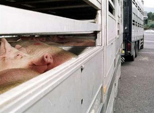 перевозка свиней