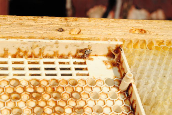 нуклеус для вывода пчелиных маток